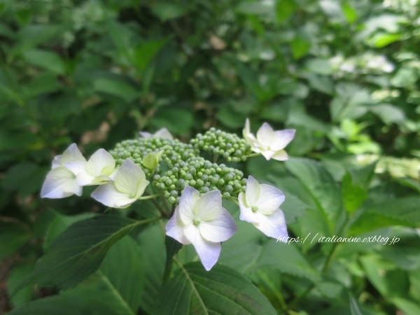 菖蒲とアジサイで癒される、薬師池公園_d0219019_17080631.jpg