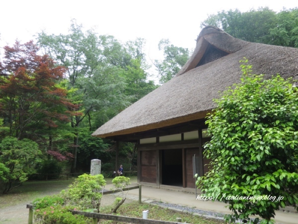 菖蒲とアジサイで癒される、薬師池公園_d0219019_17084449.jpg