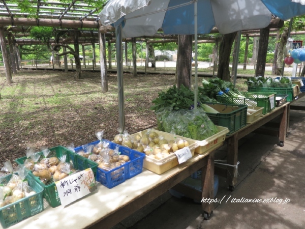 菖蒲とアジサイで癒される、薬師池公園_d0219019_17090321.jpg