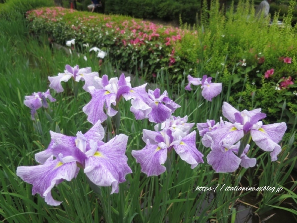 菖蒲とアジサイで癒される、薬師池公園_d0219019_17091071.jpg