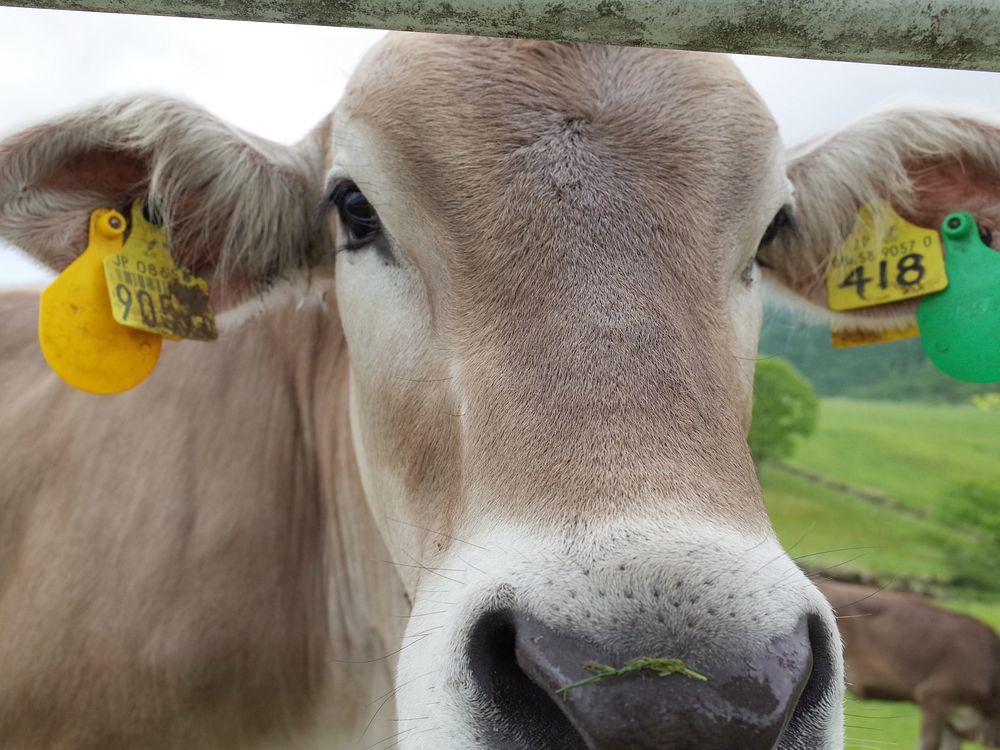 優しい目、好奇心旺盛、癒されたワ♪・・・大笹牧場でブラウンスイス種乳牛と超接近！_a0031821_15294706.jpg