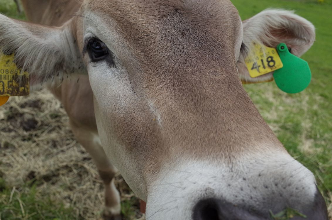 優しい目、好奇心旺盛、癒されたワ♪・・・大笹牧場でブラウンスイス種乳牛と超接近！_a0031821_15294752.jpg