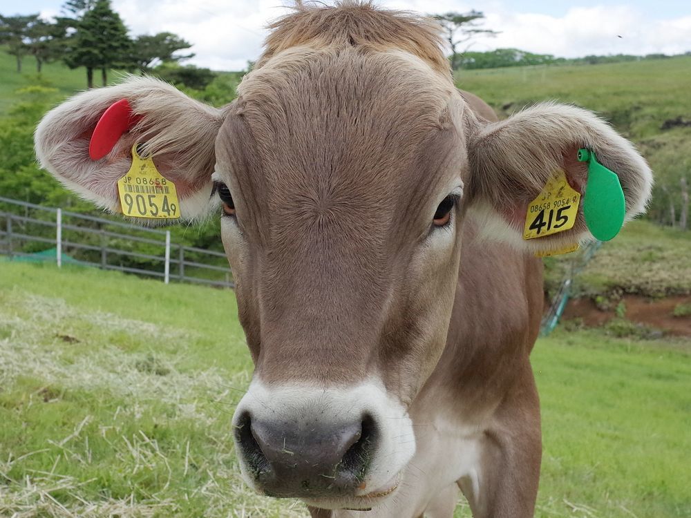 優しい目、好奇心旺盛、癒されたワ♪・・・大笹牧場でブラウンスイス種乳牛と超接近！_a0031821_15294762.jpg