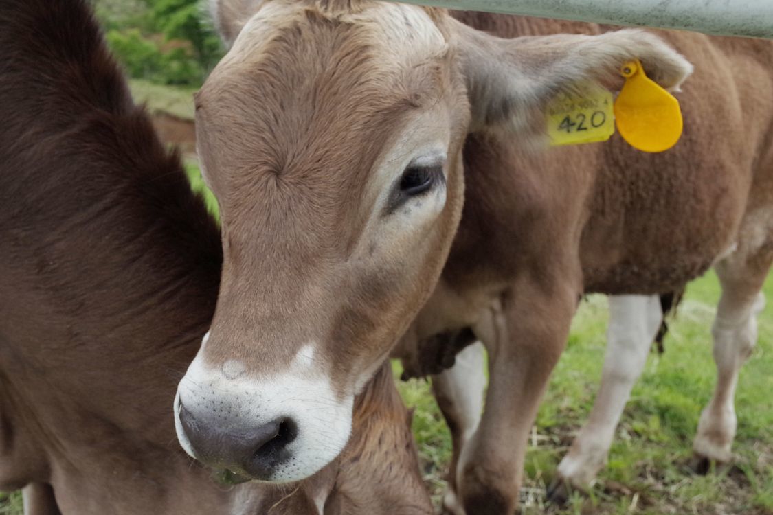 優しい目、好奇心旺盛、癒されたワ♪・・・大笹牧場でブラウンスイス種乳牛と超接近！_a0031821_15294820.jpg