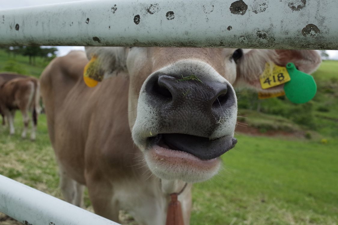 優しい目、好奇心旺盛、癒されたワ♪・・・大笹牧場でブラウンスイス種乳牛と超接近！_a0031821_15331772.jpg