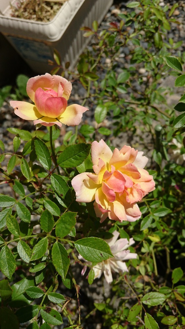 b0211924_11180550.jpg