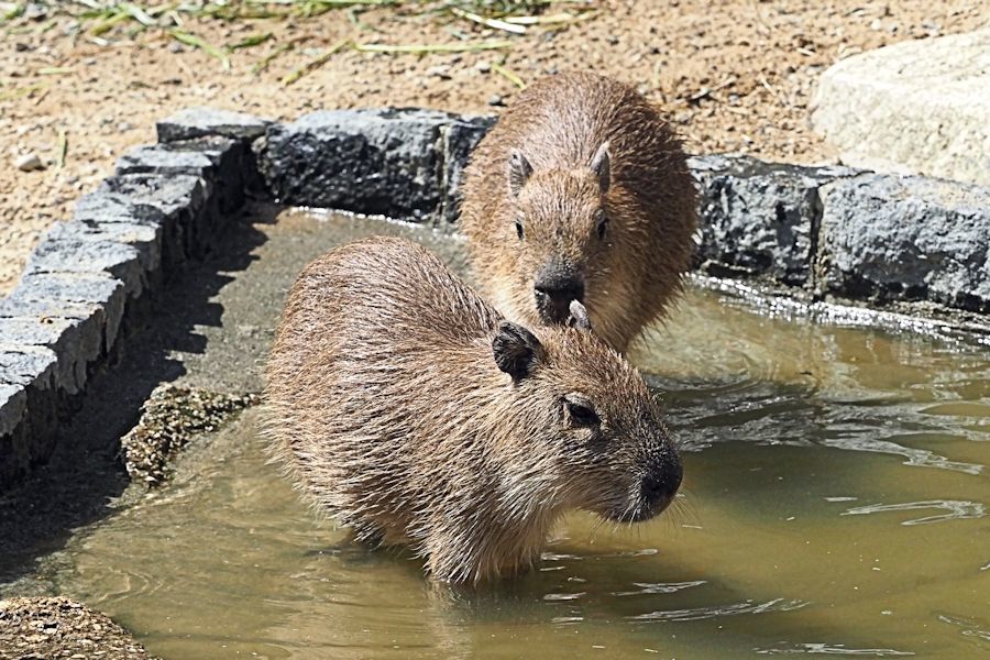 カピバラの親子の水遊び_f0224624_14545968.jpg