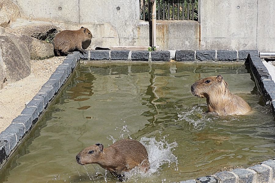 カピバラの親子の水遊び_f0224624_14562678.jpg