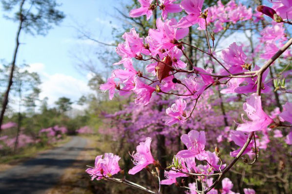 三つ葉ツツジの花 葡萄と田舎時間 西田葡萄園のブログ