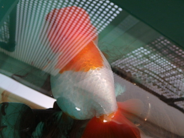 f0334143_13102657.jpg