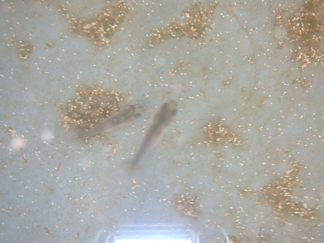 f0334143_1375585.jpg