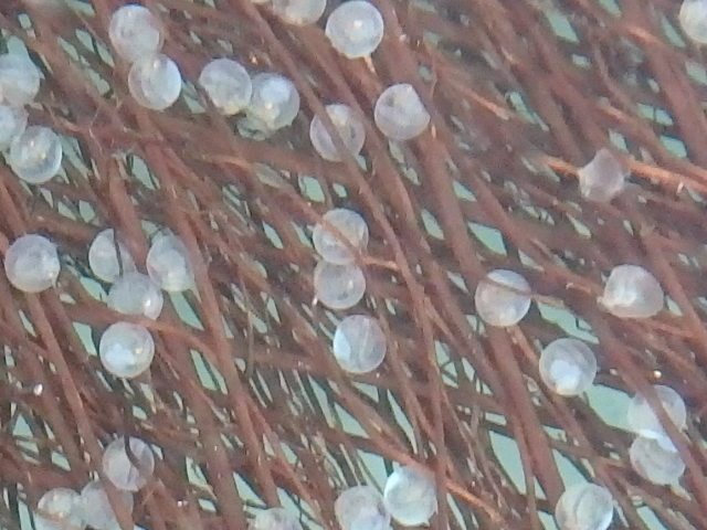 f0334143_1385226.jpg