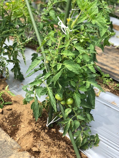 一番最後に定植した茄子の櫓建てとトマトの脇芽摘み　紐で結わきなおし・・・_c0222448_13245760.jpg