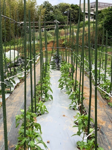 一番最後に定植した茄子の櫓建てとトマトの脇芽摘み　紐で結わきなおし・・・_c0222448_13285930.jpg