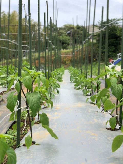 一番最後に定植した茄子の櫓建てとトマトの脇芽摘み　紐で結わきなおし・・・_c0222448_13291923.jpg