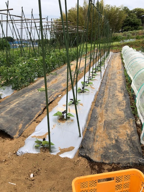 一番最後に定植した茄子の櫓建てとトマトの脇芽摘み　紐で結わきなおし・・・_c0222448_13294509.jpg