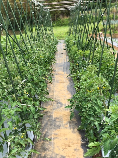 一番最後に定植した茄子の櫓建てとトマトの脇芽摘み 紐で結わきなおし・・・_c0222448_13301315.jpg