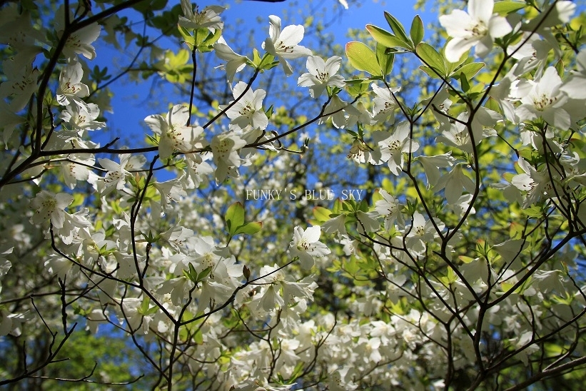 シロヤシオと水仙の花***が咲く～_c0145250_10432598.jpg