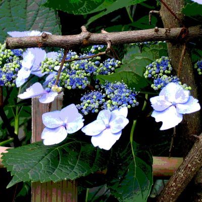相続は相続者の権利と思うのは誤解である/吾亦紅⑺_b0355451_09152252.jpg