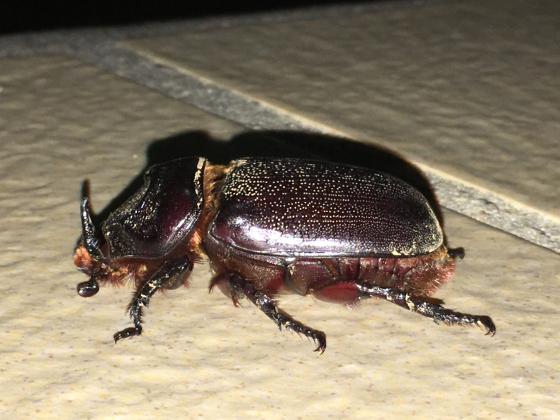 タイワンカブトムシ もうひとつの海伝説 ゆったり沖縄時間