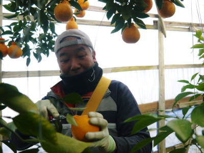 熊本県産！デコポン(肥後ポン)数量限定販売中！今期の出荷予定数も残りわずか！ご注文はお急ぎ下さい！_a0254656_17205610.jpg