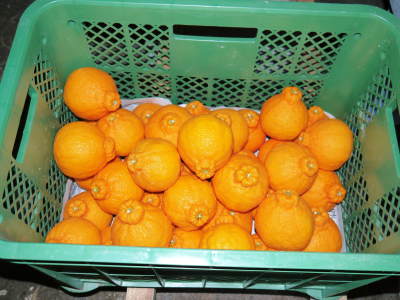 熊本県産！デコポン(肥後ポン)数量限定販売中！今期の出荷予定数も残りわずか！ご注文はお急ぎ下さい！_a0254656_17572223.jpg