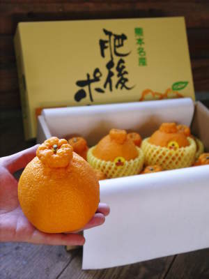 熊本県産！デコポン(肥後ポン)数量限定販売中！今期の出荷予定数も残りわずか！ご注文はお急ぎ下さい！_a0254656_18010779.jpg