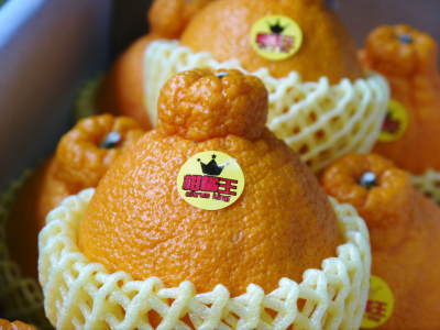 熊本県産！デコポン(肥後ポン)数量限定販売中！今期の出荷予定数も残りわずか！ご注文はお急ぎ下さい！_a0254656_18102983.jpg