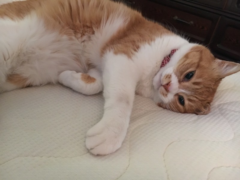 f0363168_06542427.jpeg