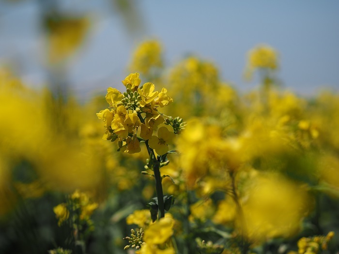 初夏の香り・・・・菜の花が満開_a0174783_12015953.jpg