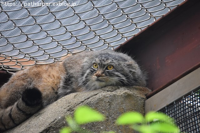 ２０１８年５月　王子動物園　その２　小猫長屋_a0052986_7121162.jpg