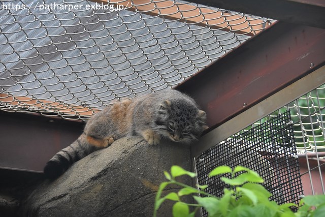 ２０１８年５月　王子動物園　その２　小猫長屋_a0052986_721389.jpg