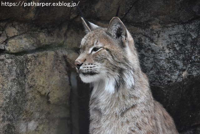 ２０１８年５月　王子動物園　その２　小猫長屋_a0052986_7334570.jpg