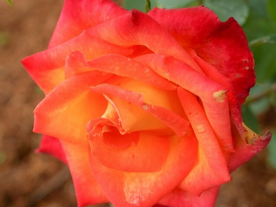 e0176993_07331205.jpg