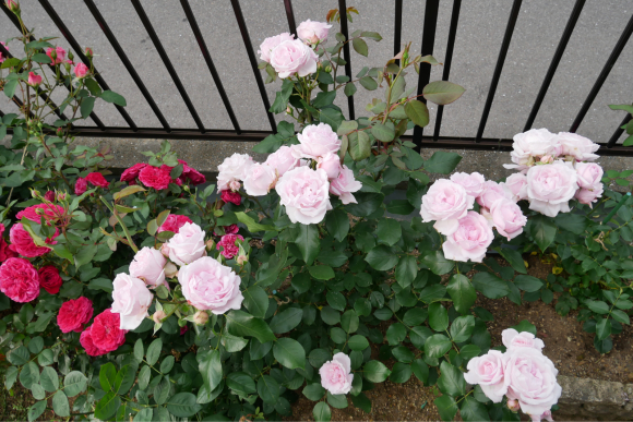 プチ トリアノン と パシュミナ 春 ナナと庭の薔薇