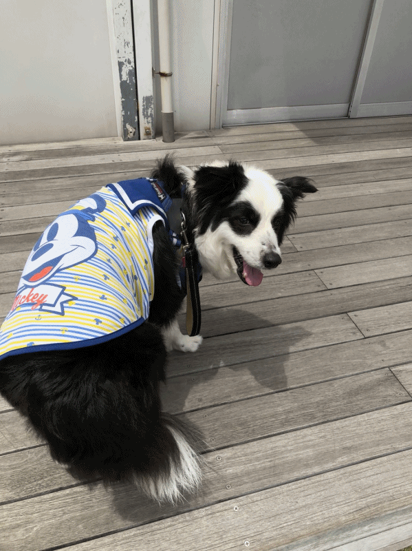 a0338800_09293873.gif