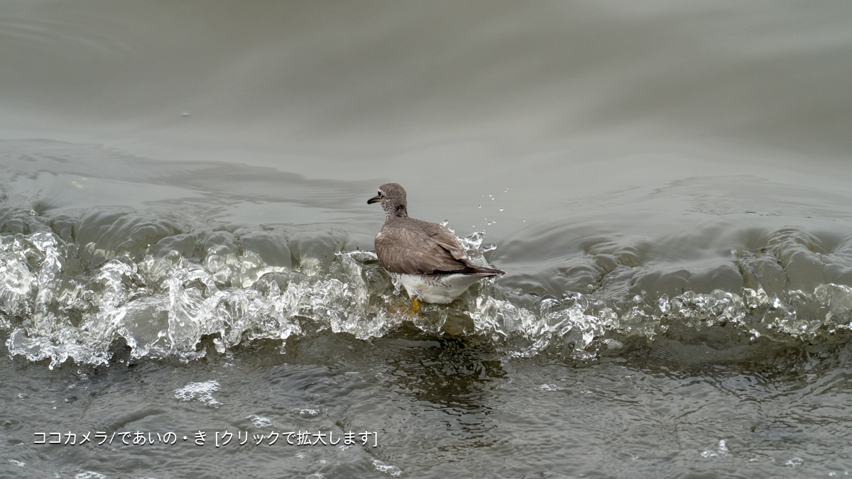 写真日記・多摩川探訪記-その111・河口付近・2018.5.26_c0336400_22595538.jpg