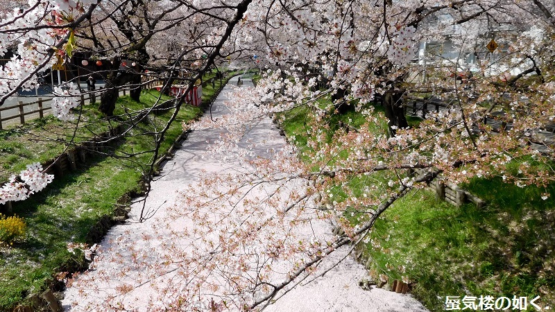 「月がきれい」舞台探訪016　桜の季節に新河岸川氷川橋から起点の碑までを巡って(H300325)_e0304702_17261113.jpg