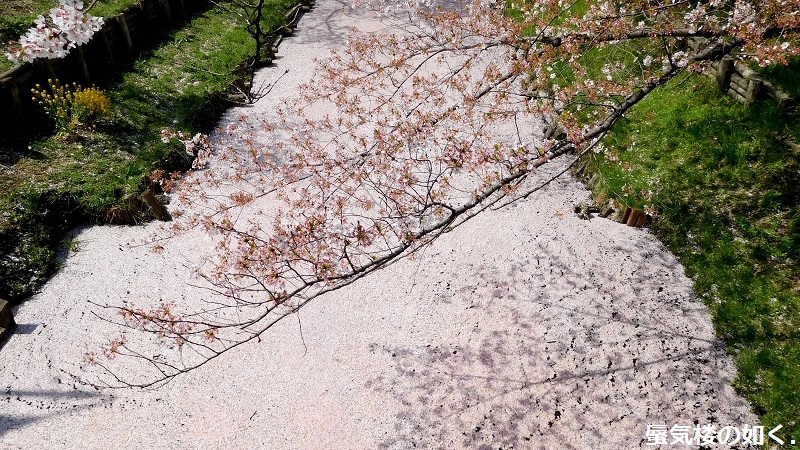 「月がきれい」舞台探訪016 桜の季節に新河岸川氷川橋から起点の碑までを巡って(H300325)_e0304702_17262822.jpg