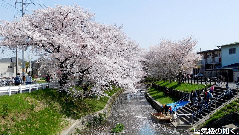 「月がきれい」舞台探訪016　桜の季節に新河岸川氷川橋から起点の碑までを巡って(H300325)_e0304702_17275903.jpg