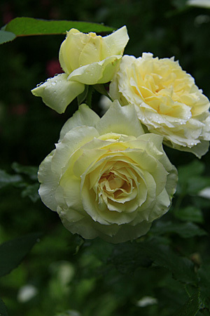 b0014607_17410439.jpg