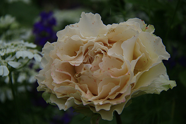 b0014607_17415211.jpg
