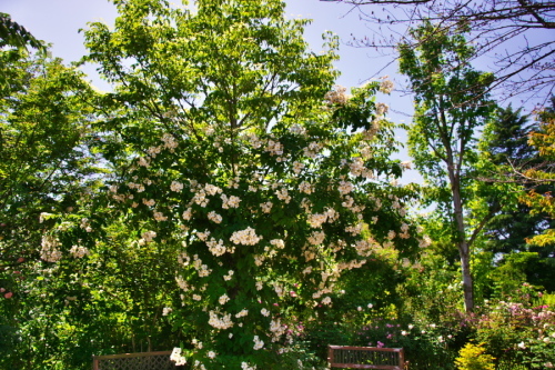 a0263109_11143365.jpg
