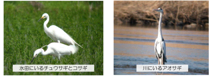 f0231709_16255034.gif