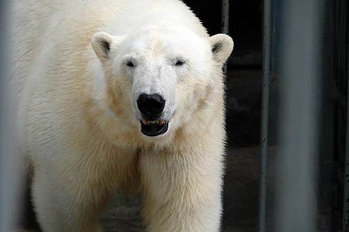 ペルミ動物園でのセリクとミルカ（ユムカ）との再会 ～ 寂しさが漂うアンデルマの不在_a0151913_3145589.jpg