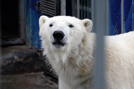 ペルミ動物園でのセリクとミルカ（ユムカ）との再会 ～ 寂しさが漂うアンデルマの不在_a0151913_3214857.jpg