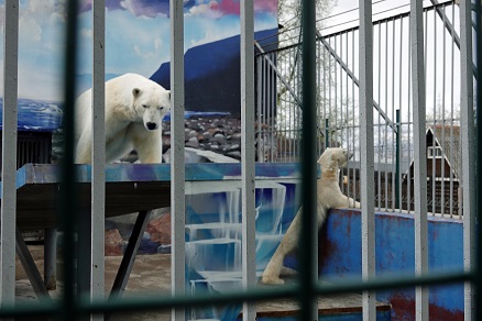 ペルミ動物園でのセリクとミルカ（ユムカ）との再会 ～ 寂しさが漂うアンデルマの不在_a0151913_3281940.jpg