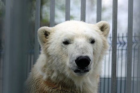 ペルミ動物園でのセリクとミルカ（ユムカ）との再会 ～ 寂しさが漂うアンデルマの不在_a0151913_3363585.jpg