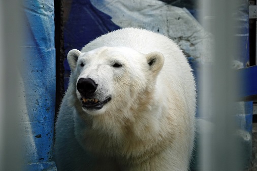 ペルミ動物園でのセリクとミルカ（ユムカ）との再会 ～ 寂しさが漂うアンデルマの不在_a0151913_3403612.jpg