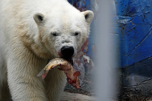 ペルミ動物園でのセリクとミルカ（ユムカ）との再会 ～ 寂しさが漂うアンデルマの不在_a0151913_4212141.jpg